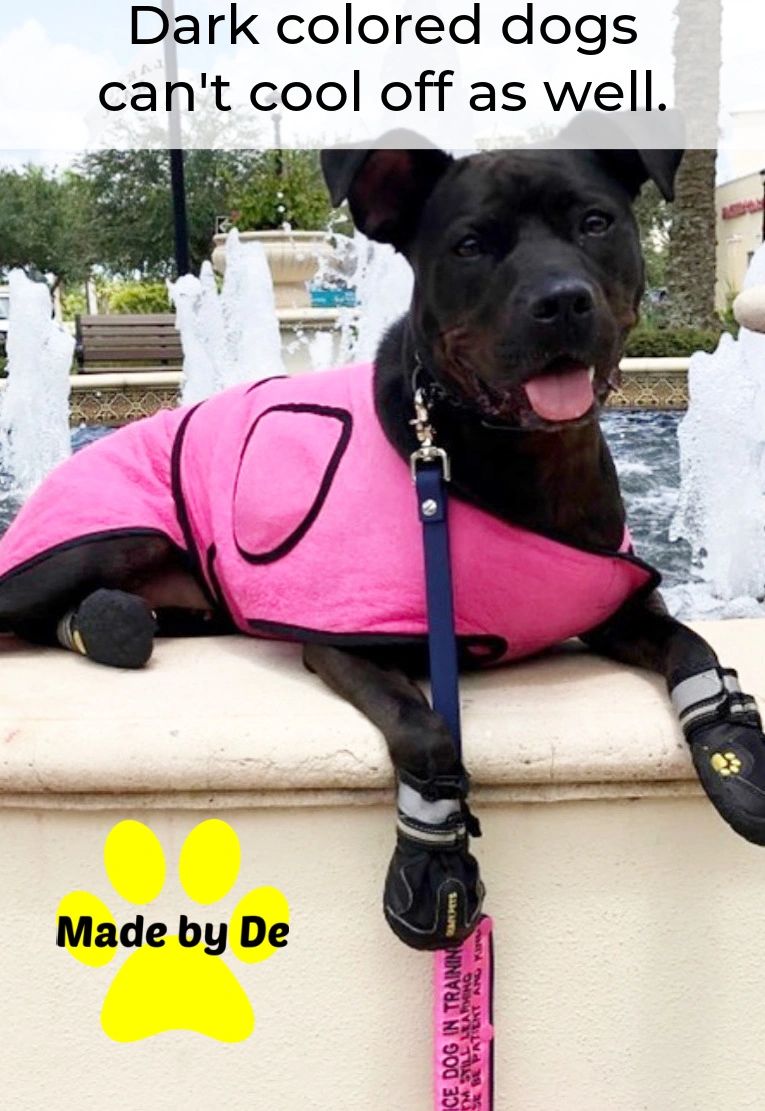 Is your dog at risk of overheating?